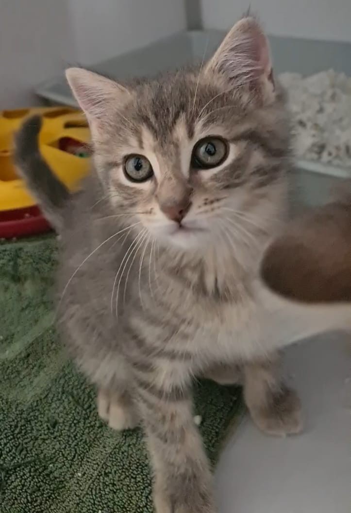 BLUETTE chaton