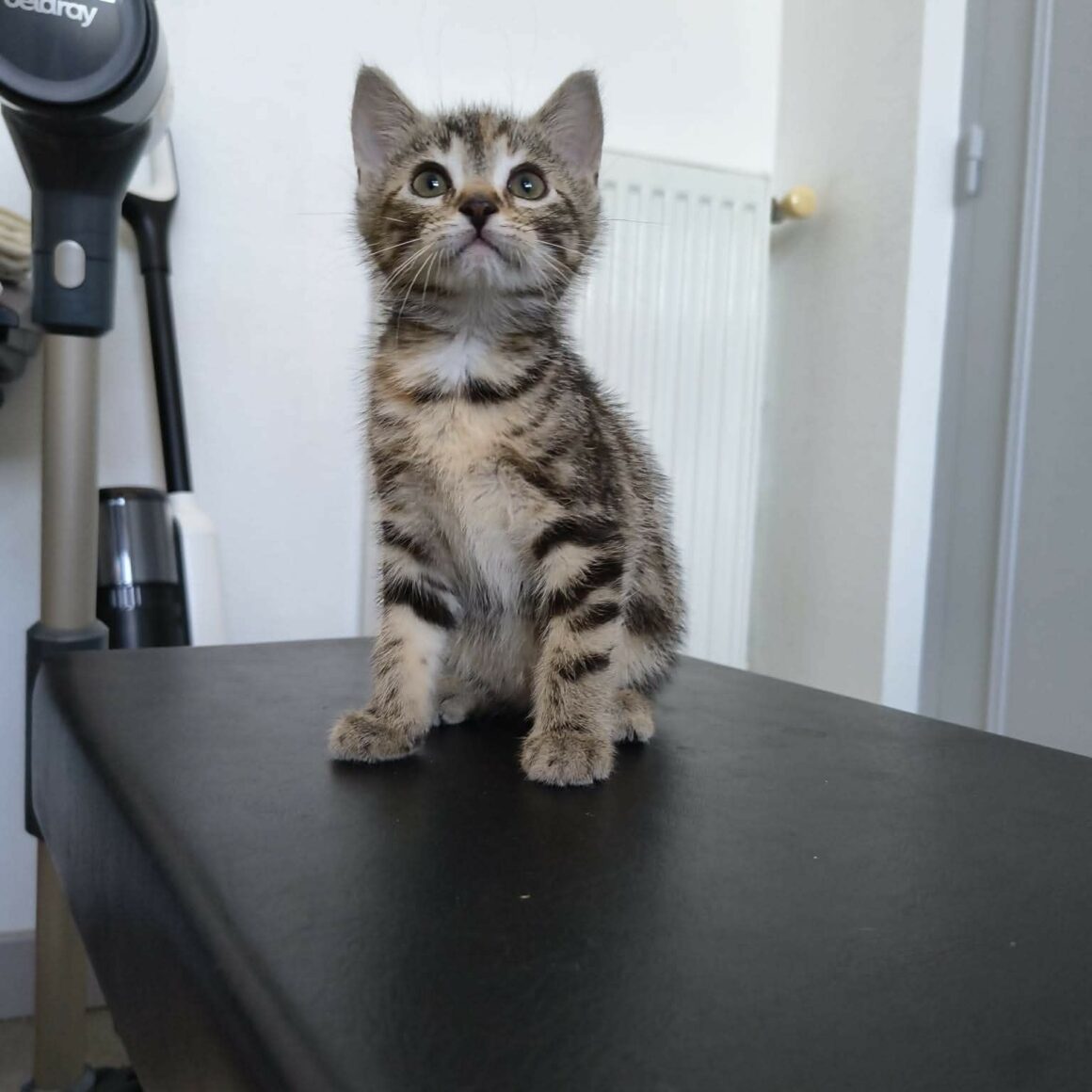 BONBON – Chaton réservé