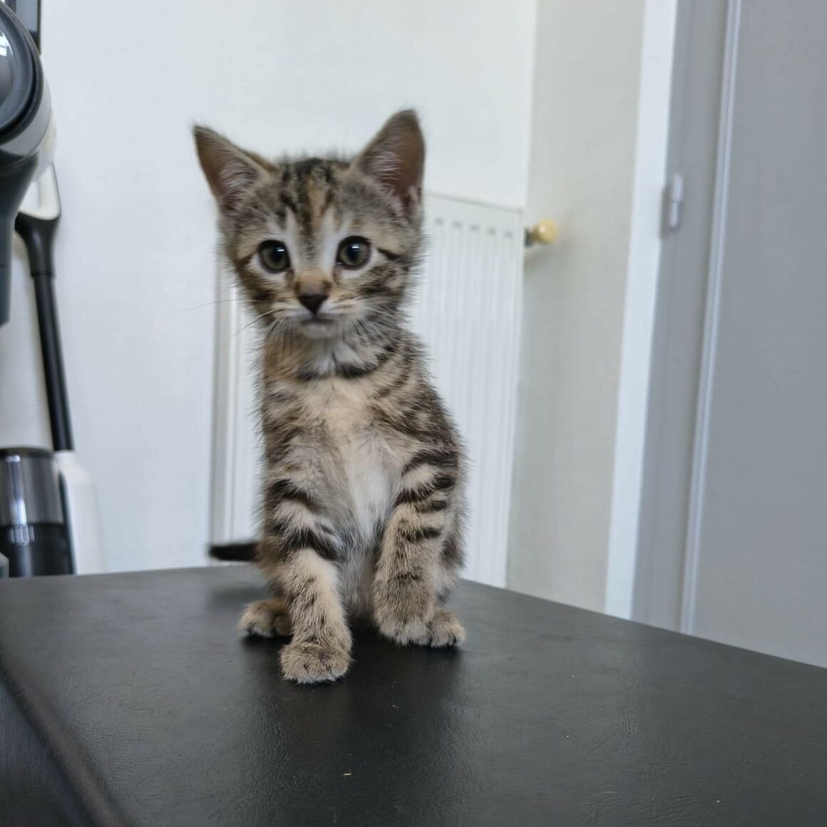BONBON – Chaton réservé