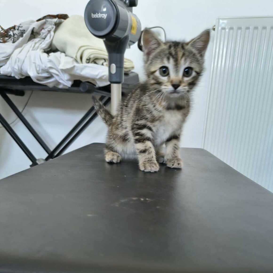 BONBON – Chaton réservé