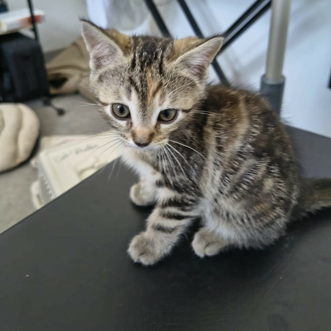 BONBON – Chaton réservé