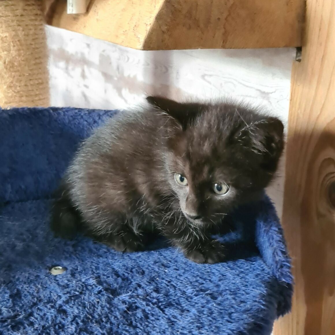 BOUCHON – chaton réservé