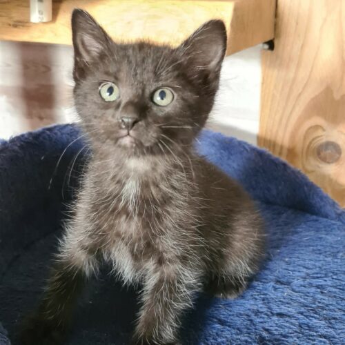 BOUCHON – chaton réservé
