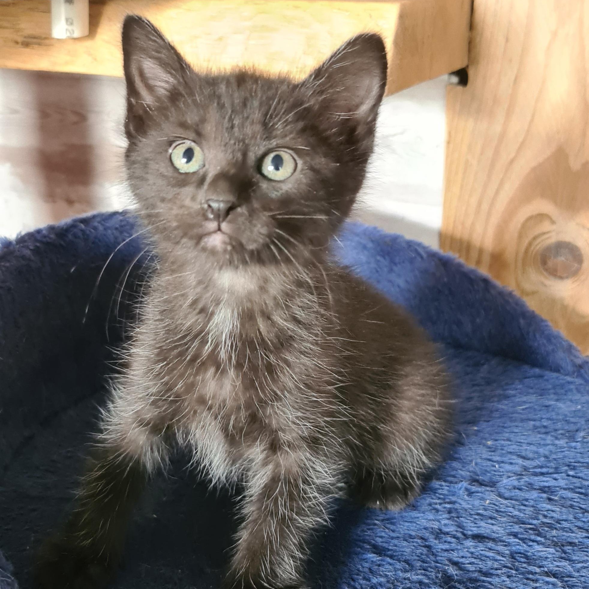 BOUCHON – chaton adopté