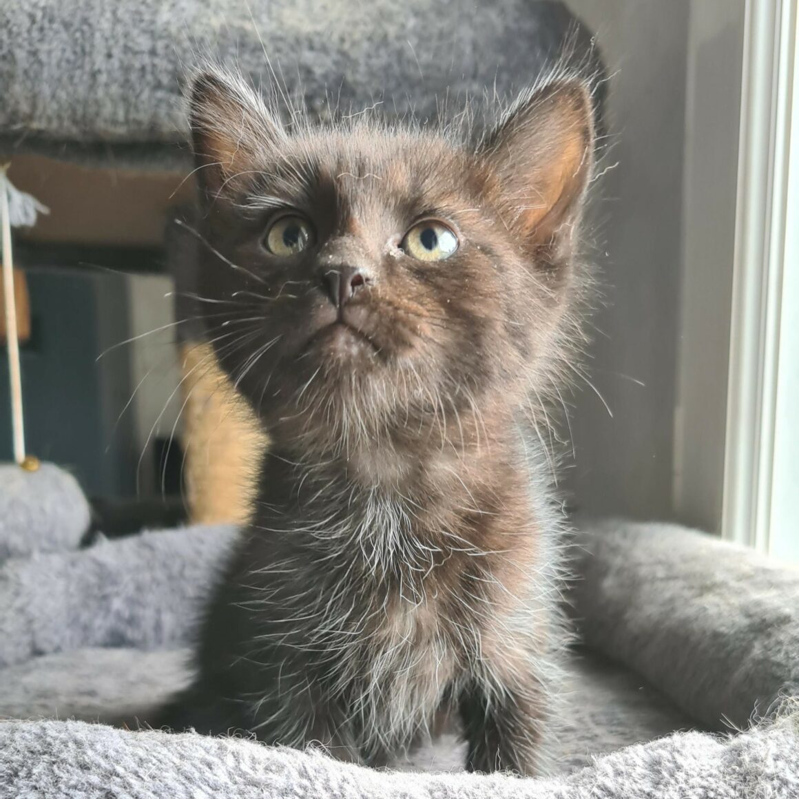 BOUCHON – chaton réservé