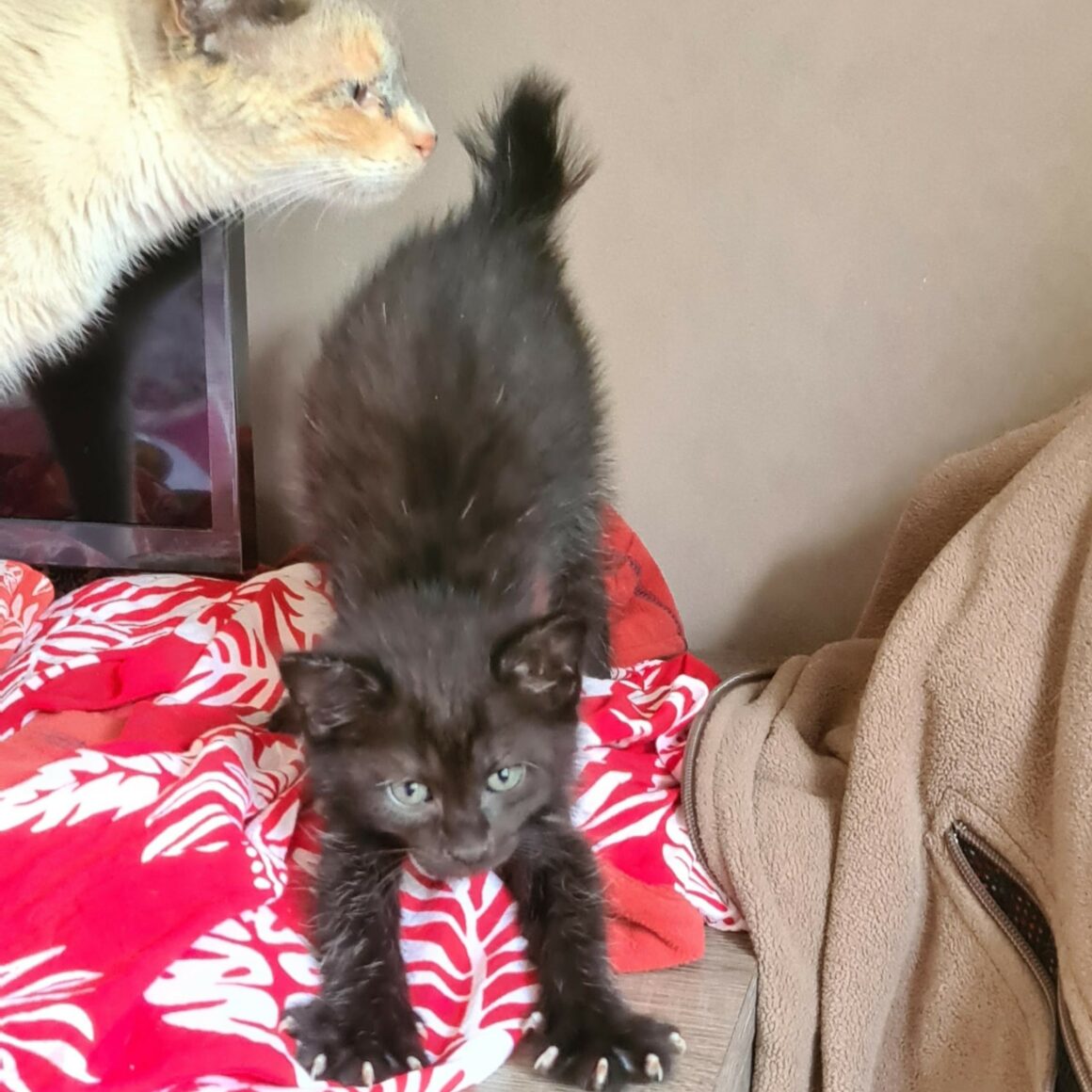 BOUCHON – chaton réservé