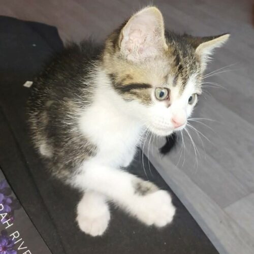 BOUFTOU – chaton