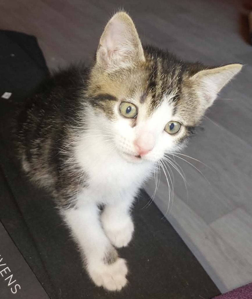 BOUFTOU – chaton