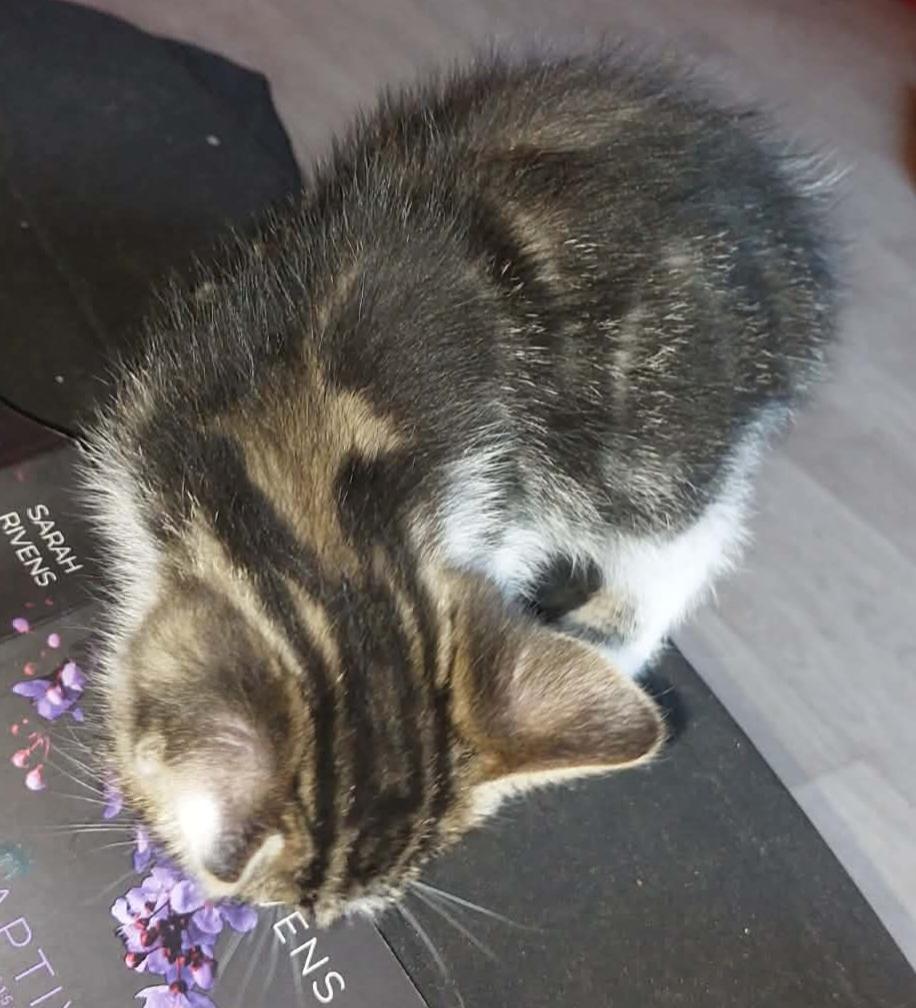 BOUFTOU – chaton