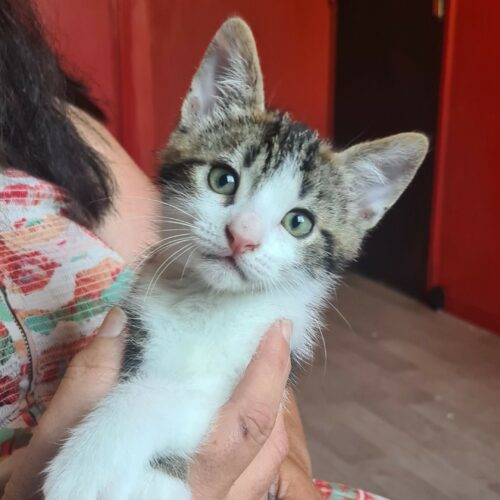 BOUFTOU – chaton