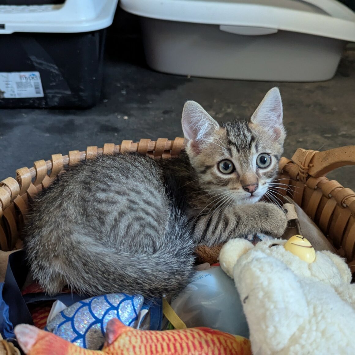 BOUSTIFLOR – chaton