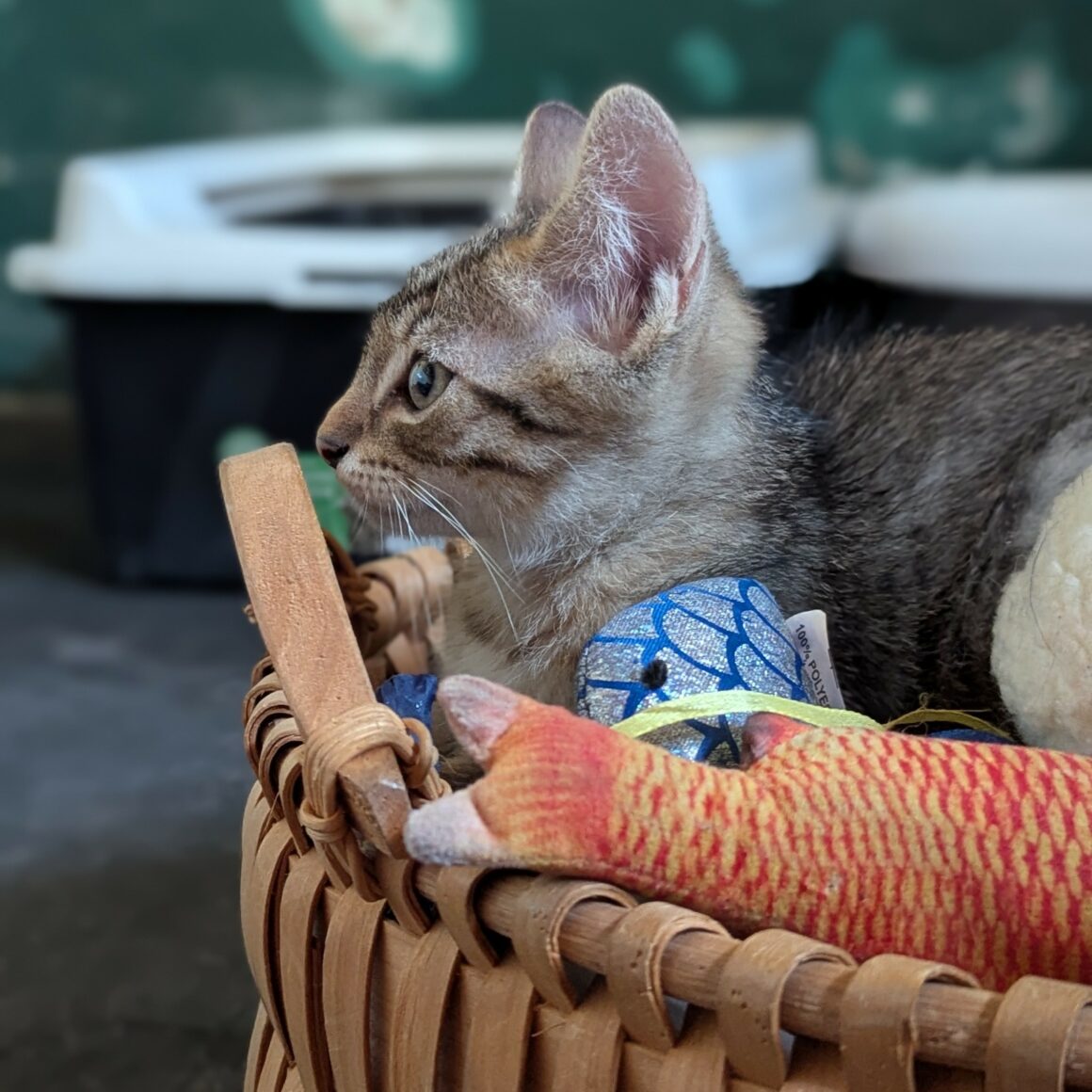 BOUSTIFLOR – chaton