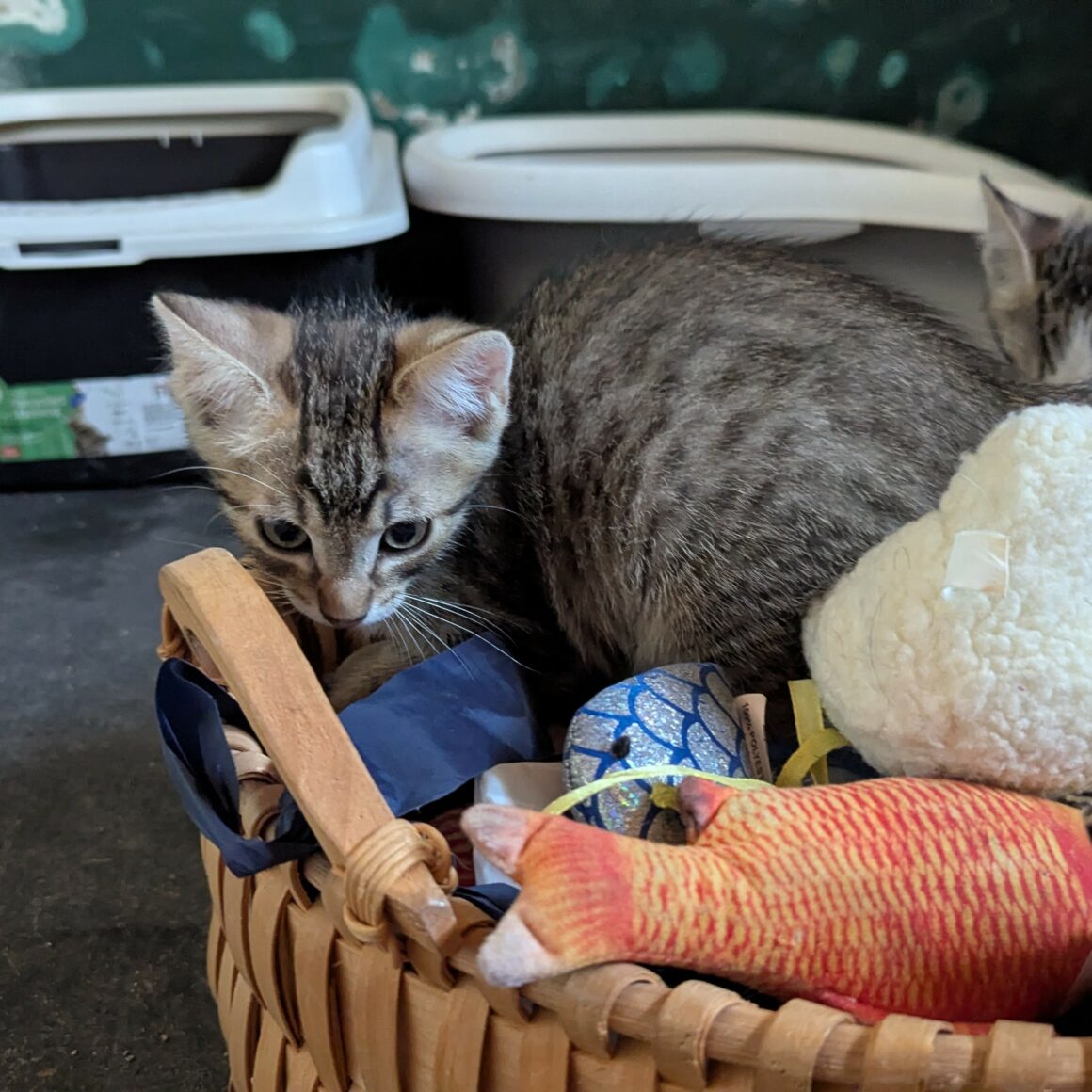 BOUSTIFLOR – chaton