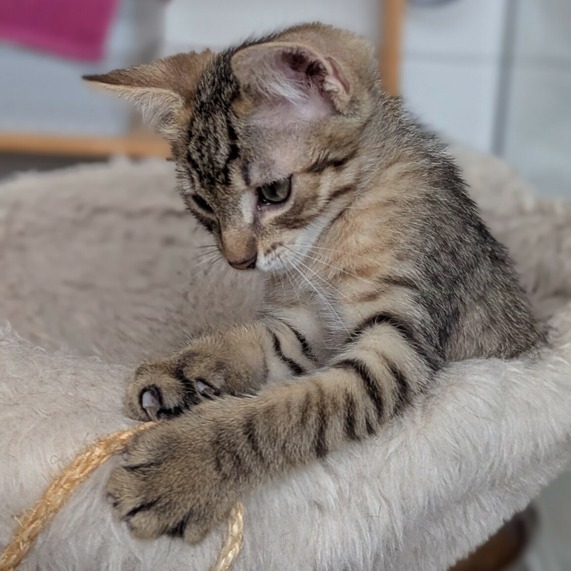 BOUSTIFLOR – chaton