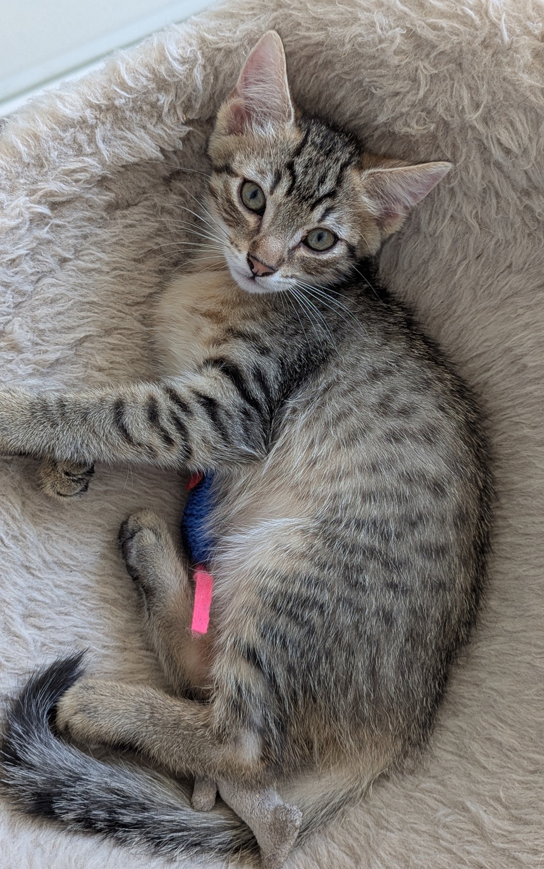 BOUSTIFLOR – chaton
