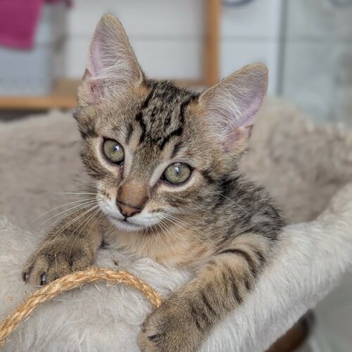 BOUSTIFLOR 30 JUIN (3) BOUSTIFLOR – chaton