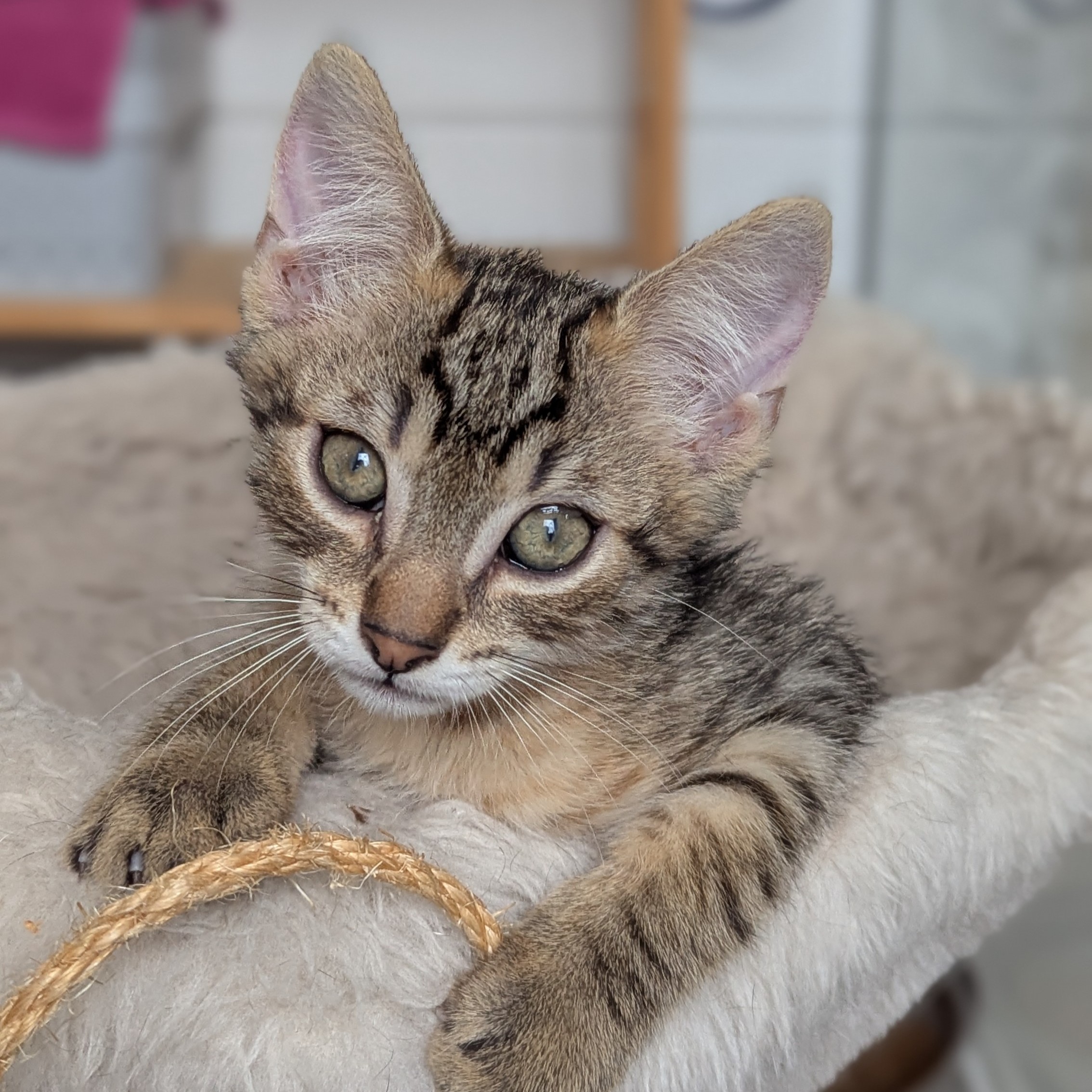 BOUSTIFLOR – chaton