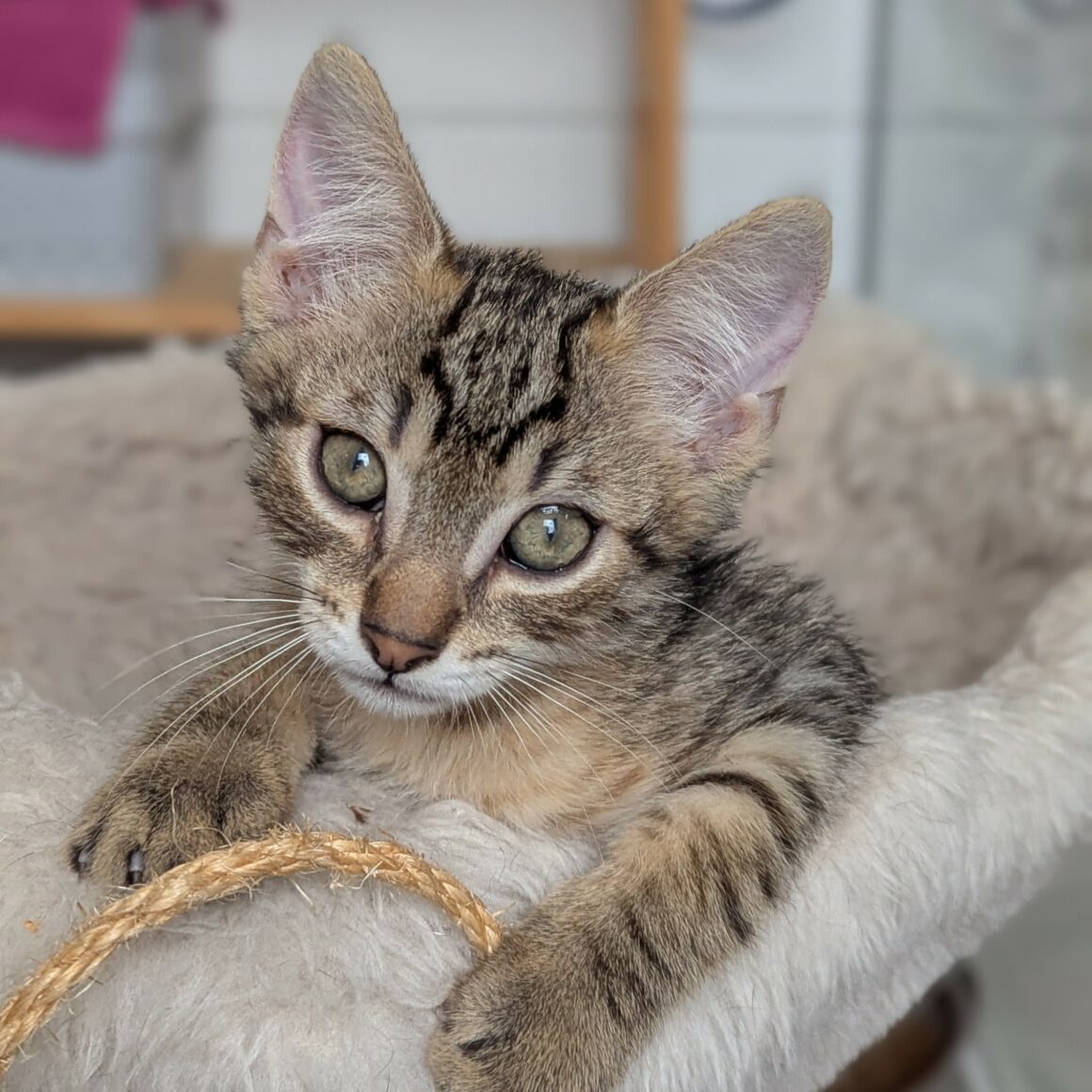 BOUSTIFLOR – chaton