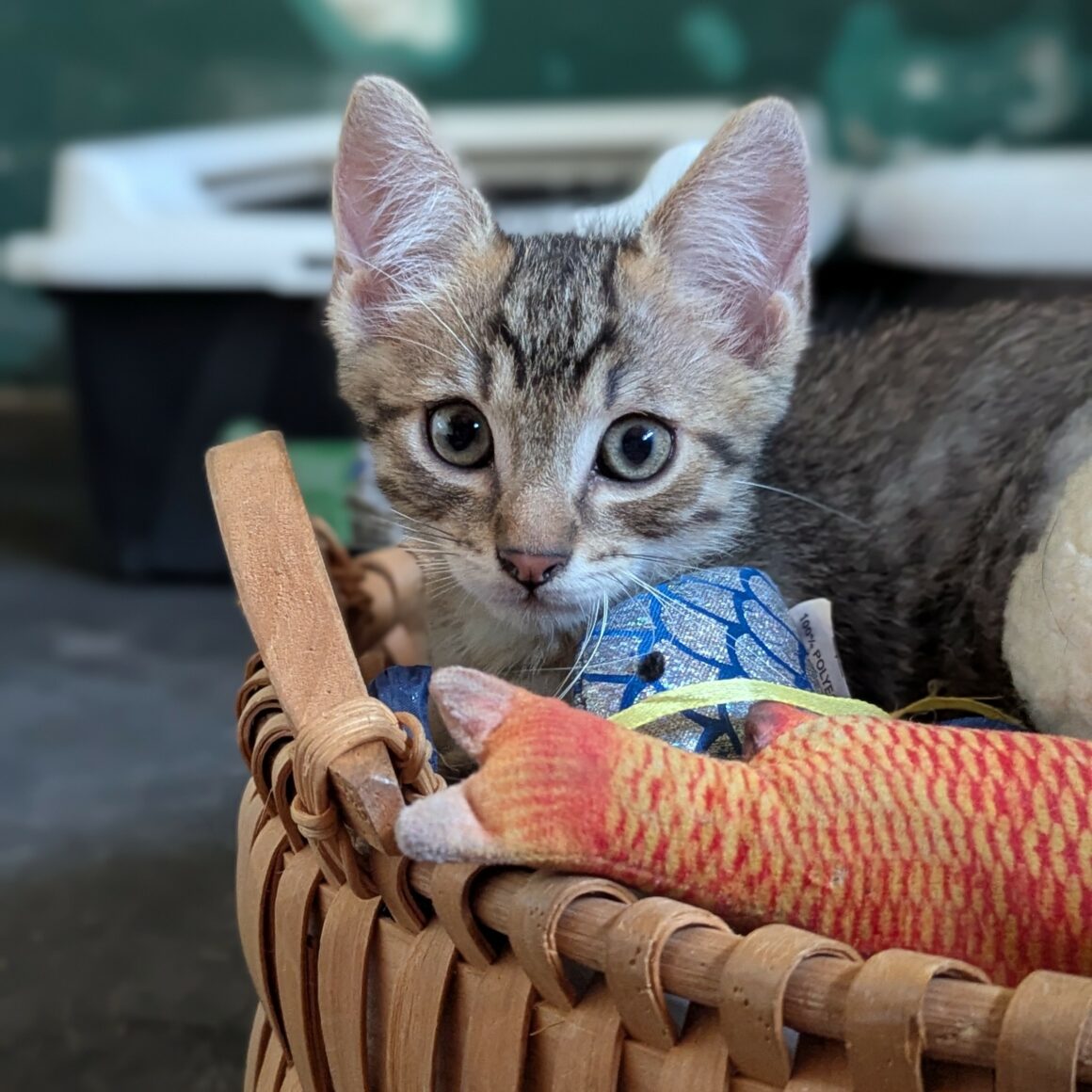 BOUSTIFLOR – chaton