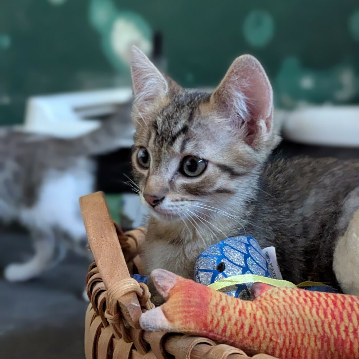 BOUSTIFLOR – chaton