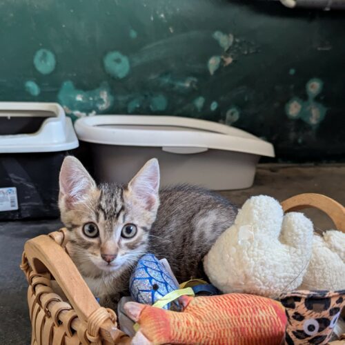 BOUSTIFLOR – chaton