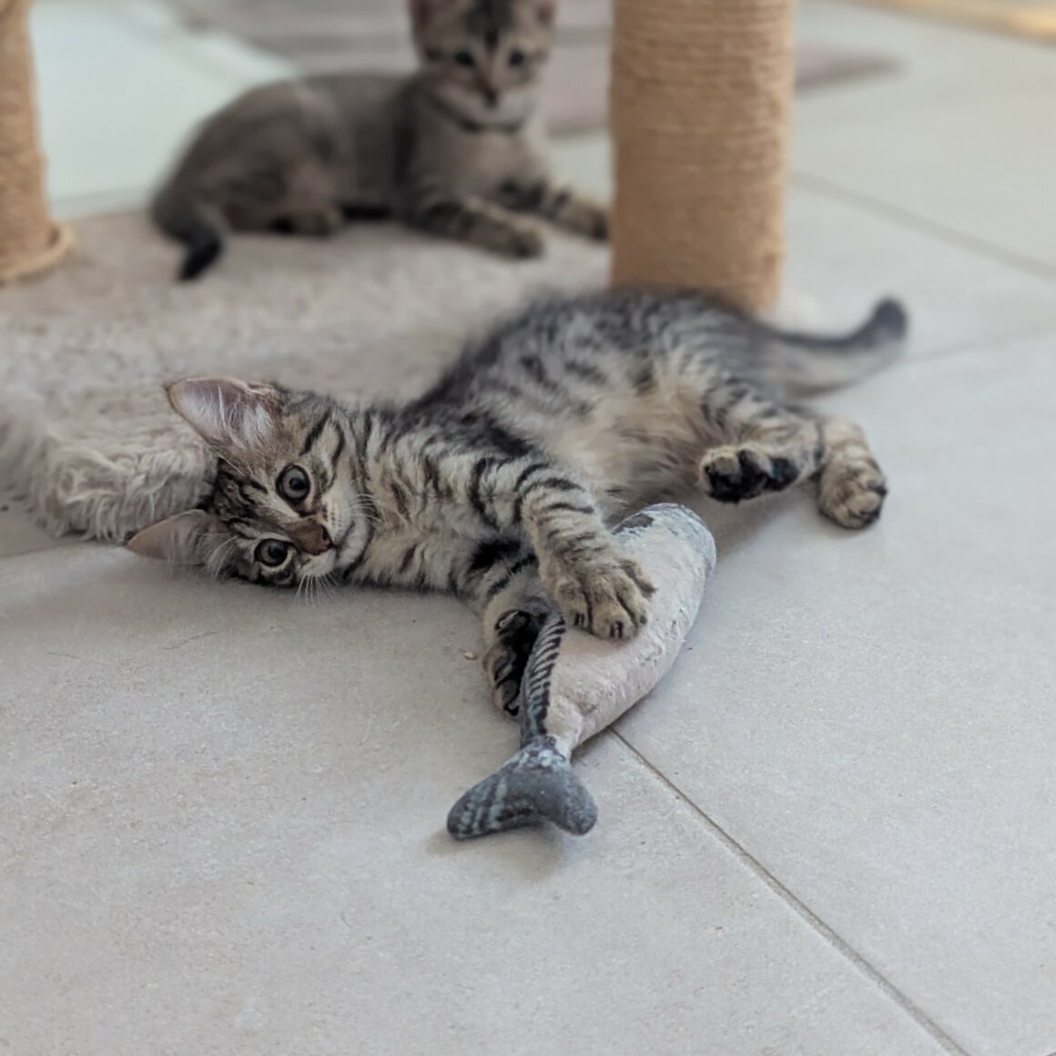 BRANETTE- chaton