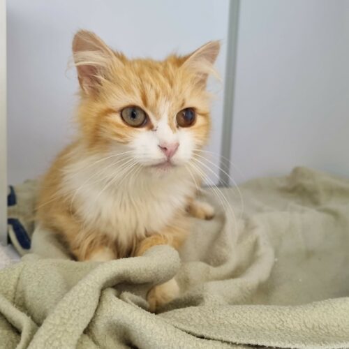 BRAVA – 7 ans