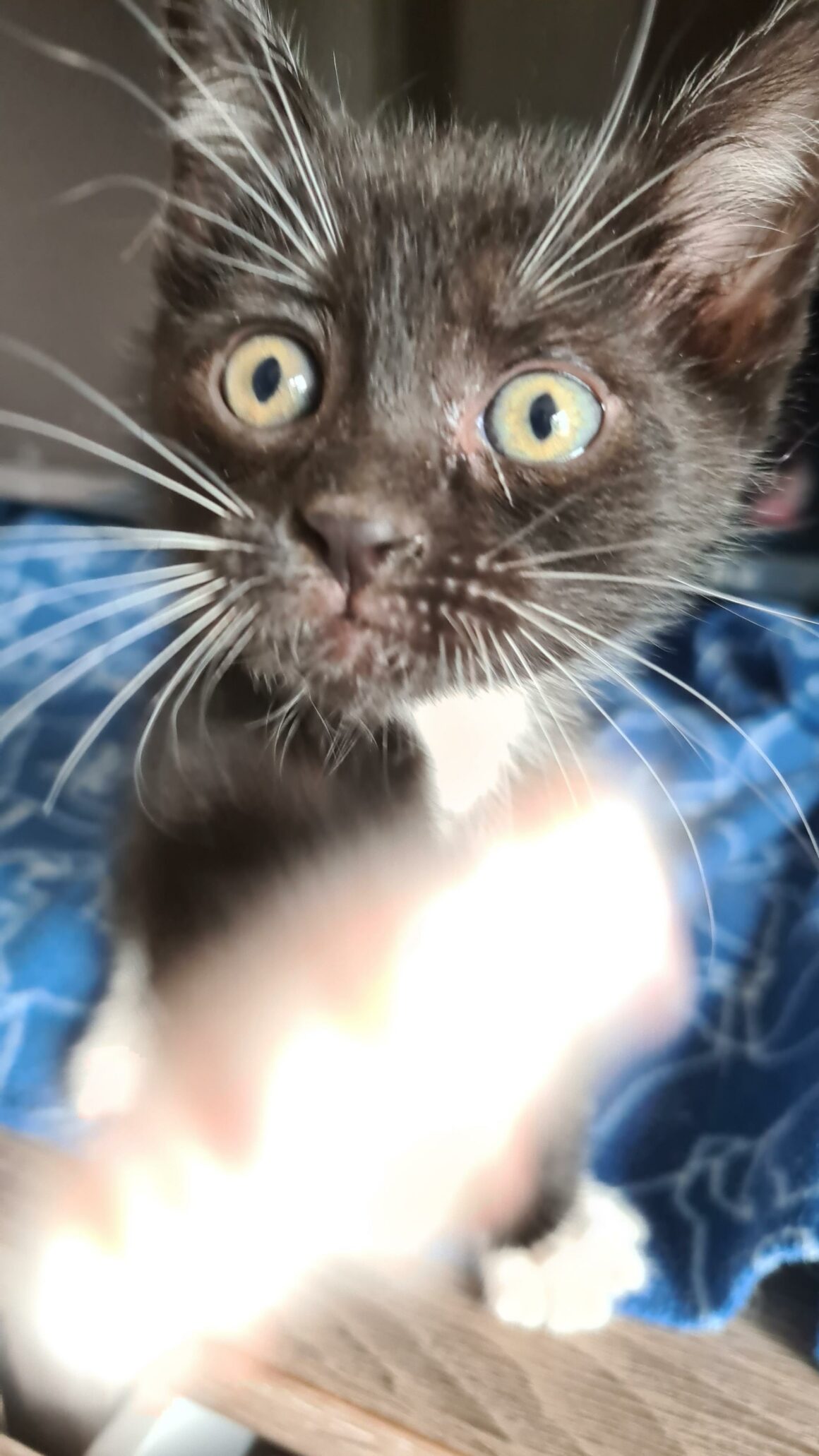 BREWSTER – chaton