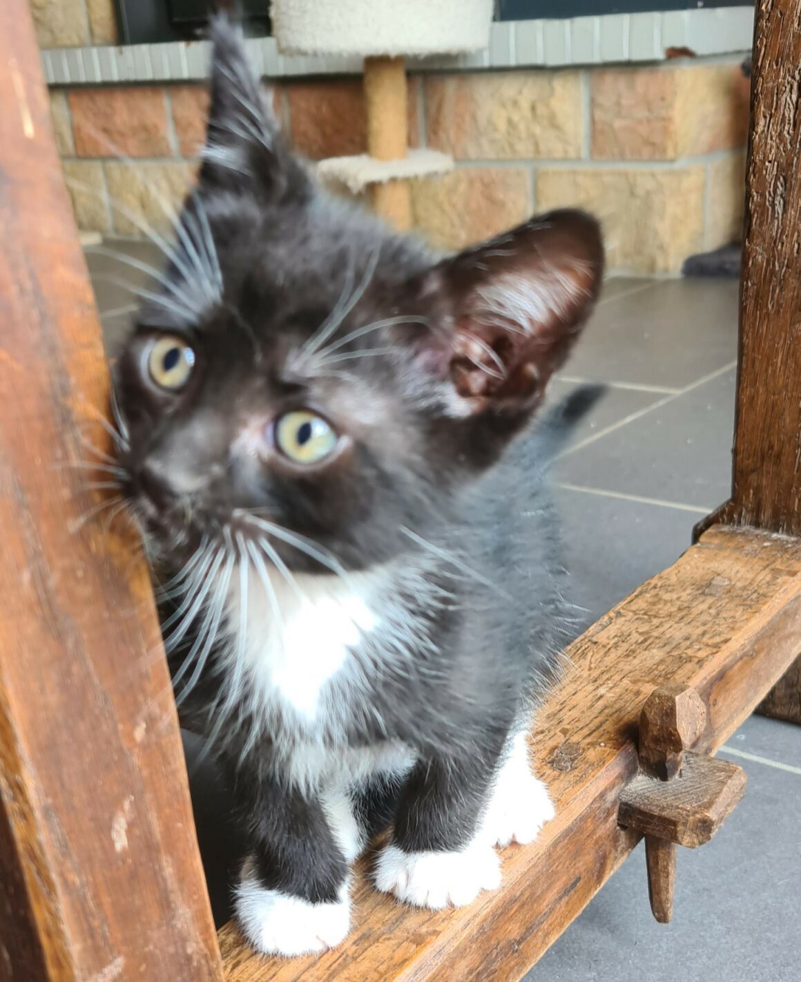BREWSTER – chaton