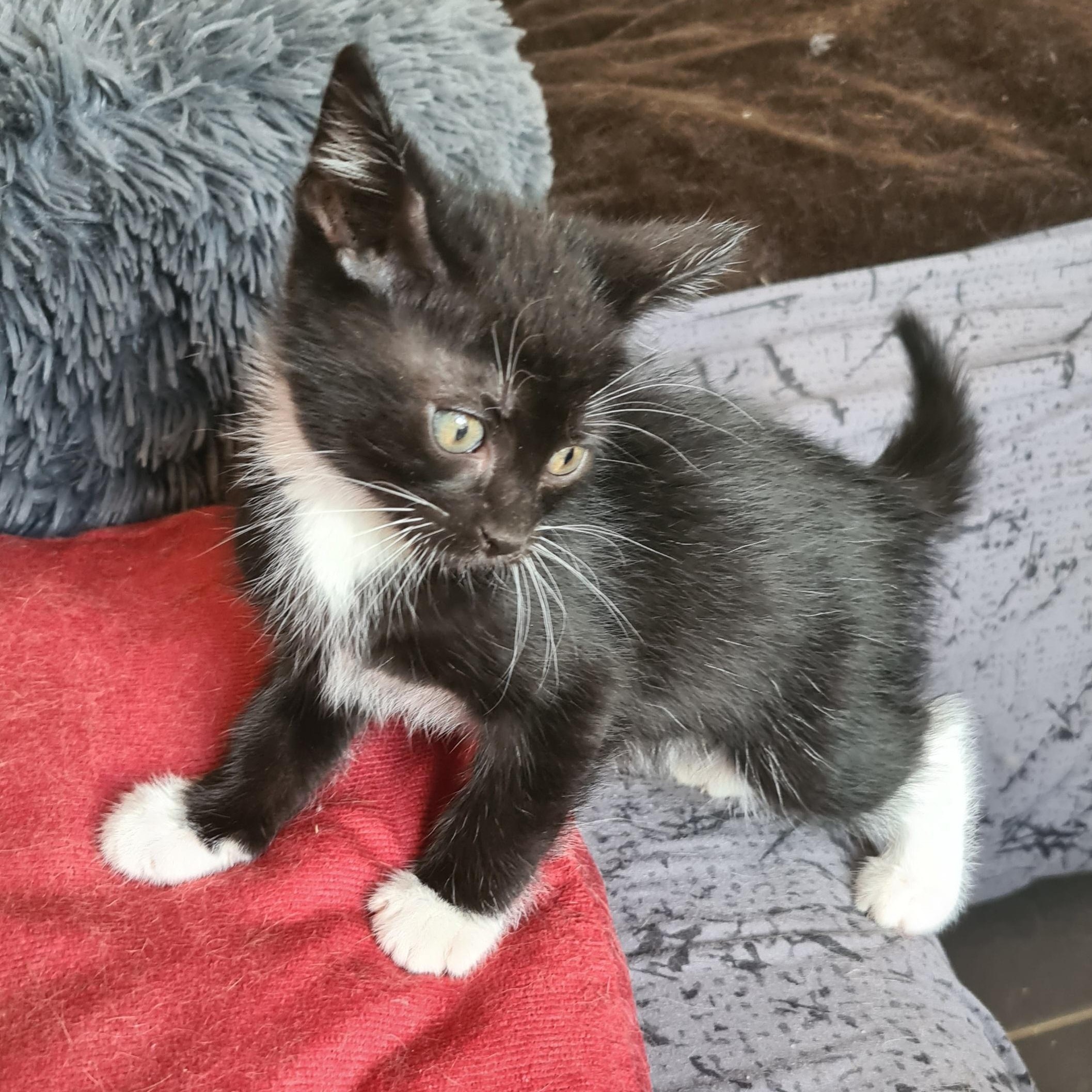 BREWSTER – chaton