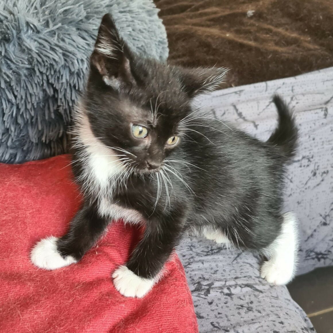 BREWSTER – chaton