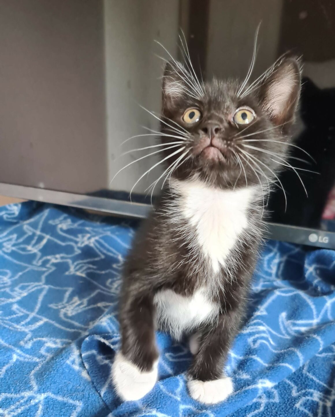BREWSTER – chaton