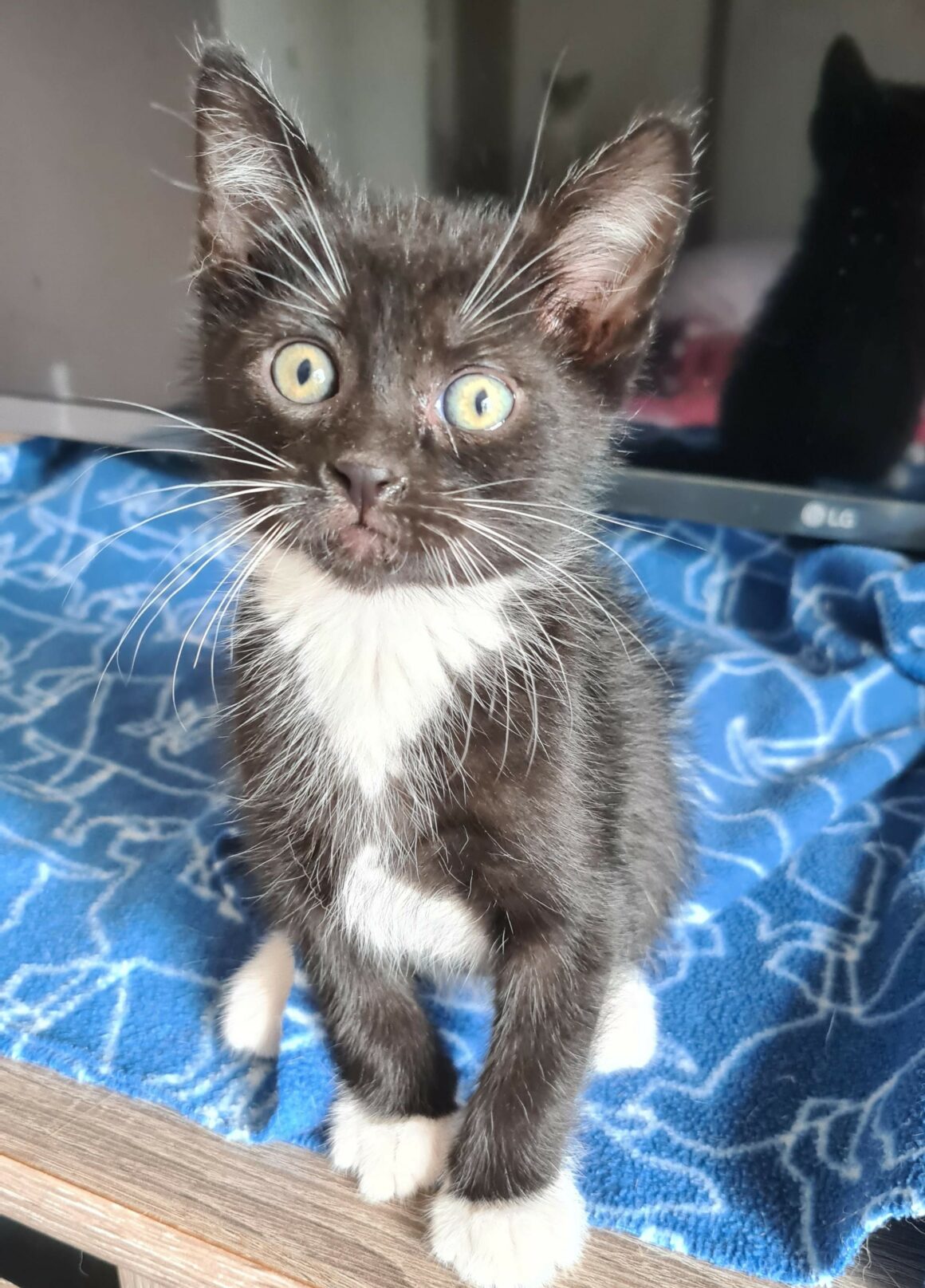 BREWSTER – chaton