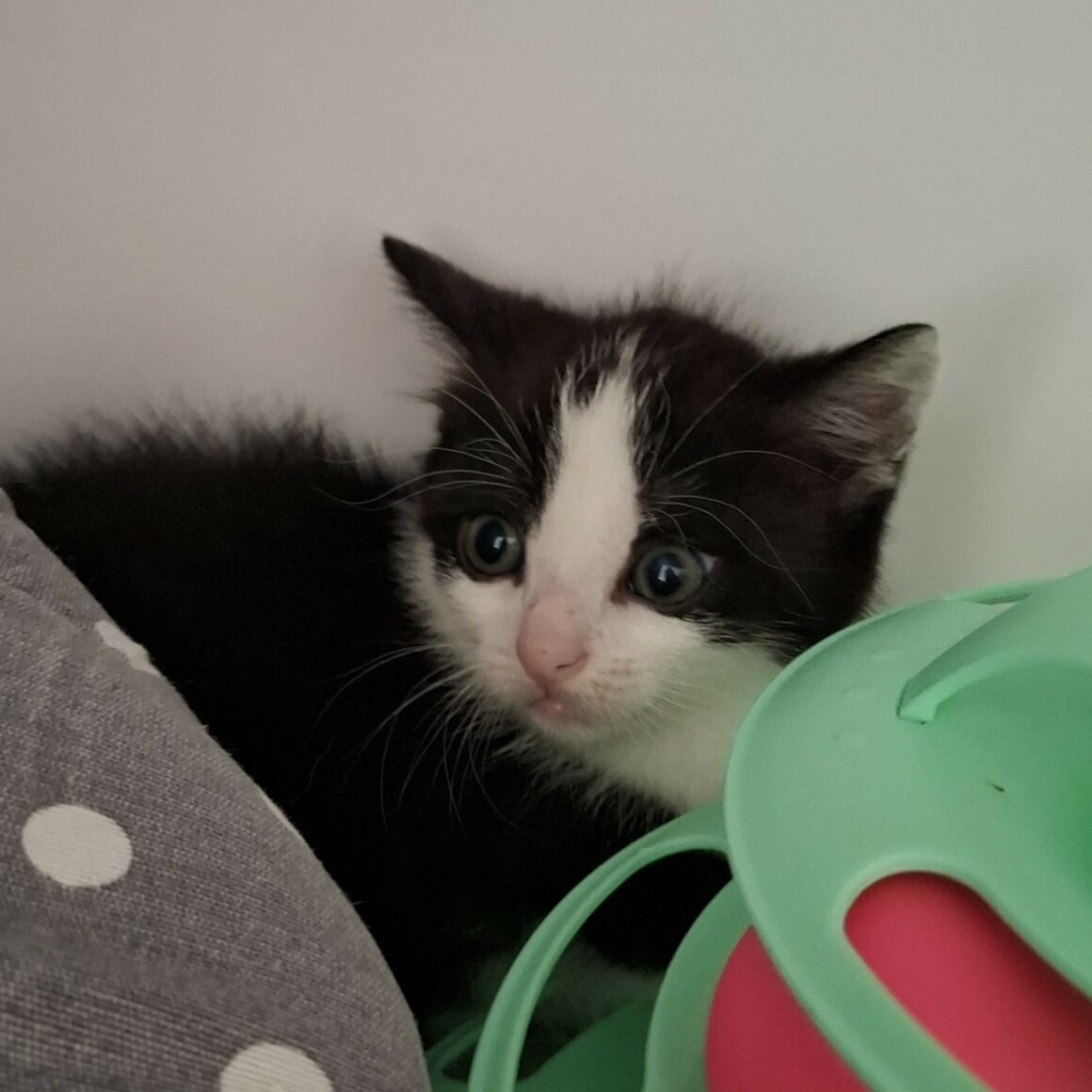 BRYA – Chaton