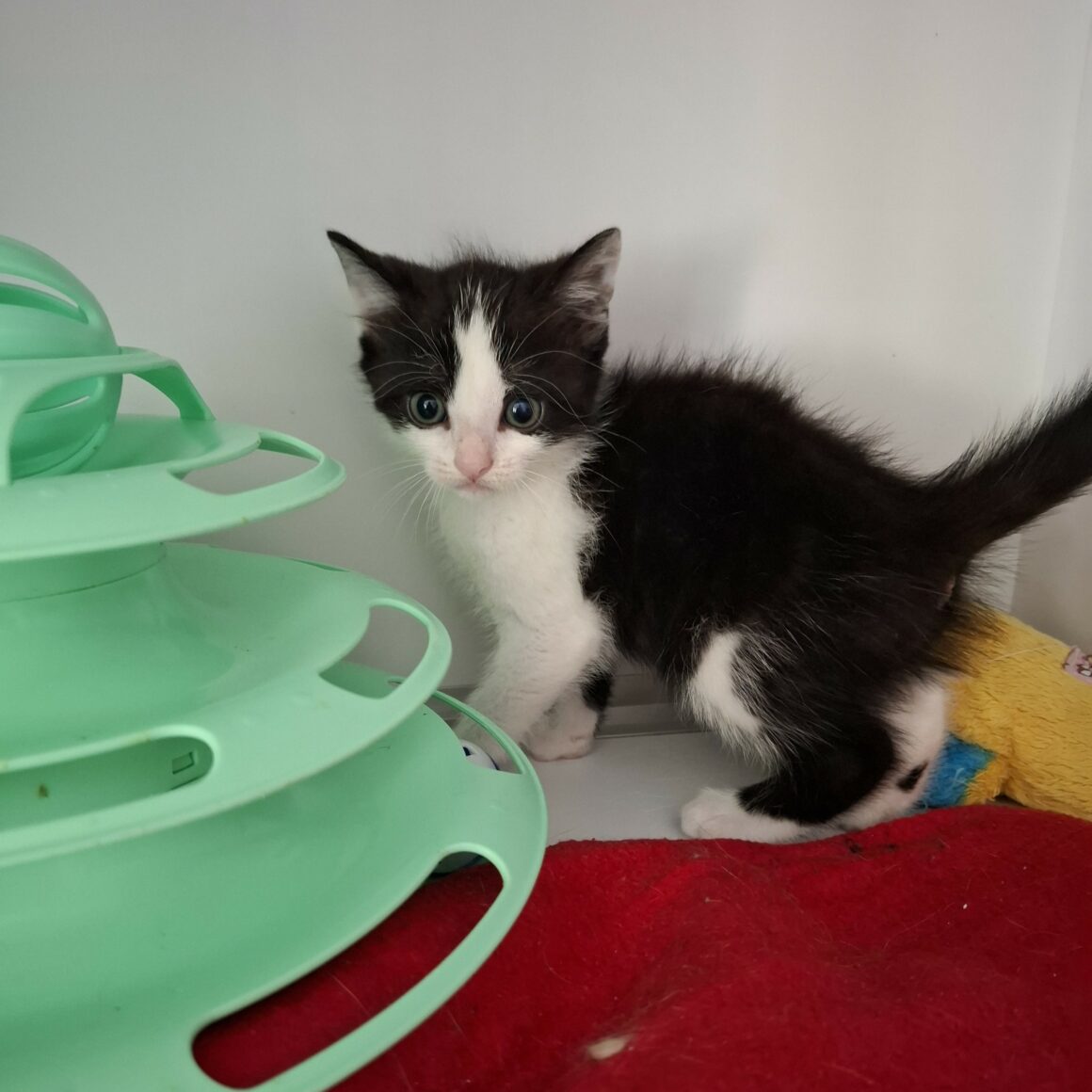 BRYA – Chaton