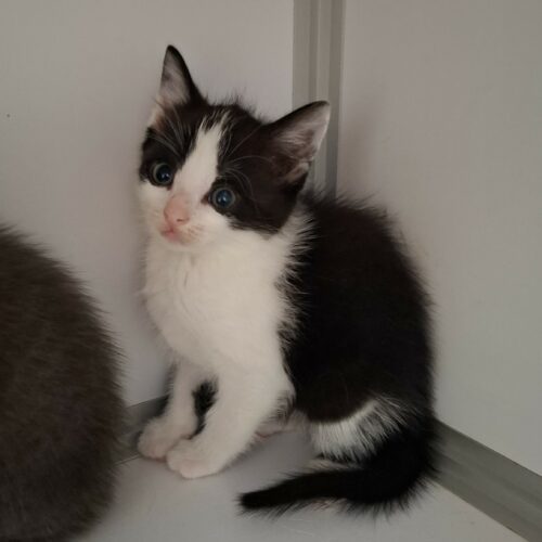 BRYA – Chaton