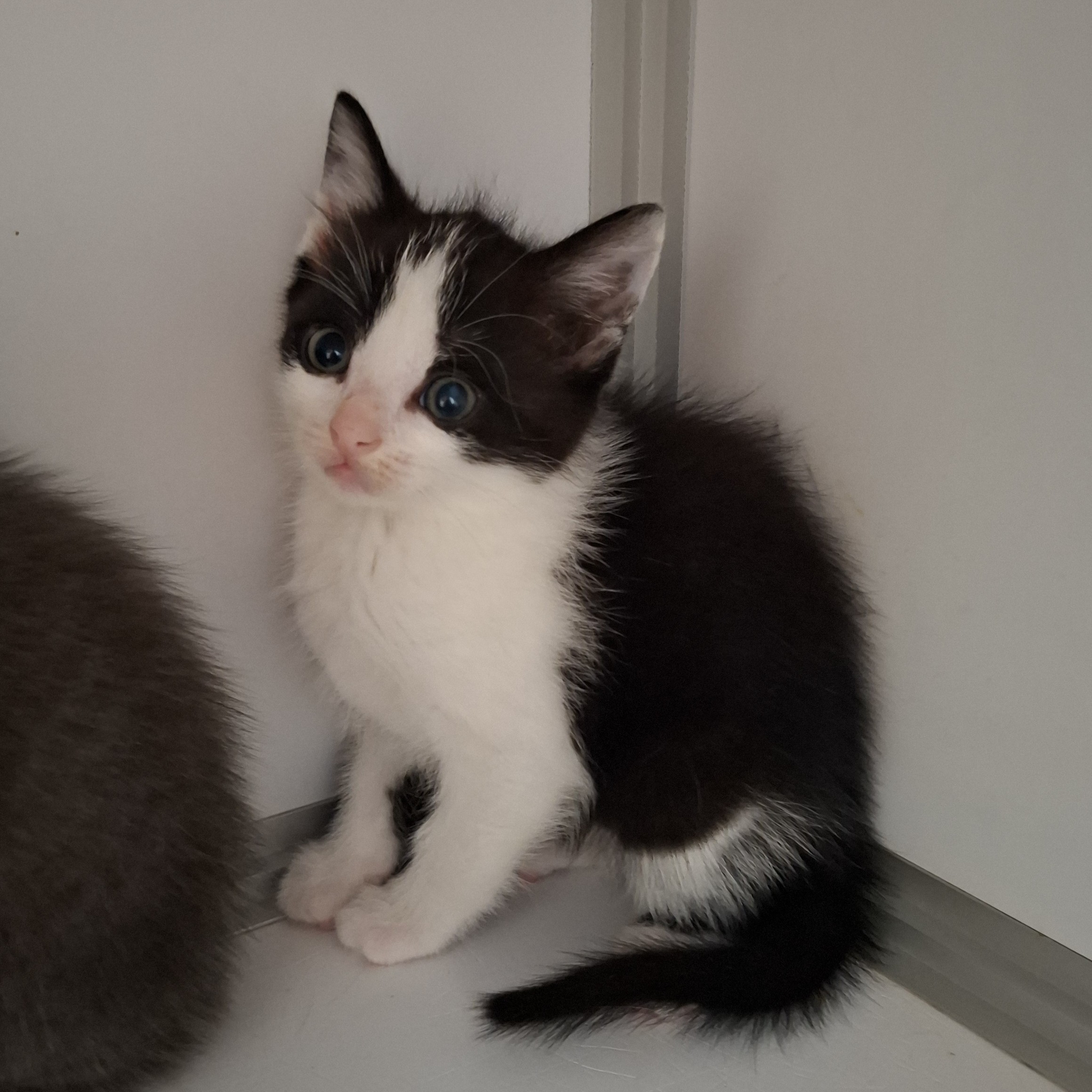 BRYA – Chaton