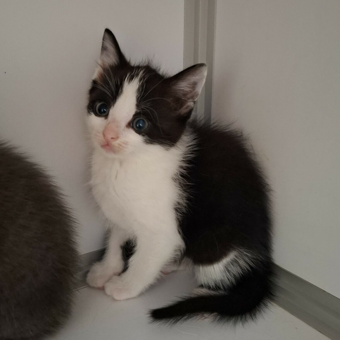 BRYA – Chaton