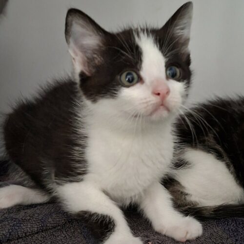 BRYA – Chaton