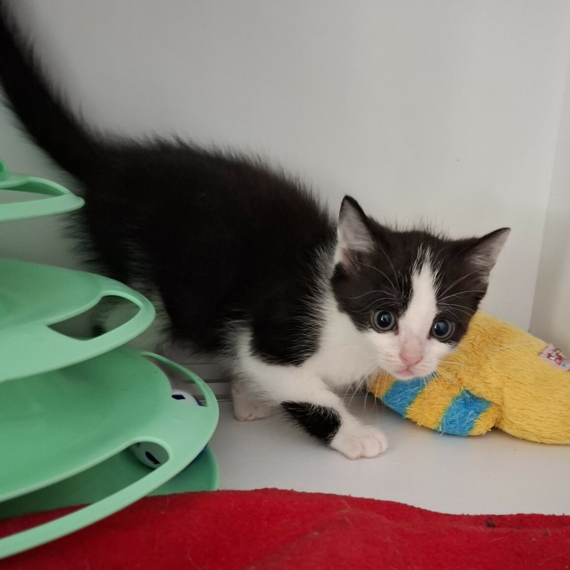 BRYA – Chaton