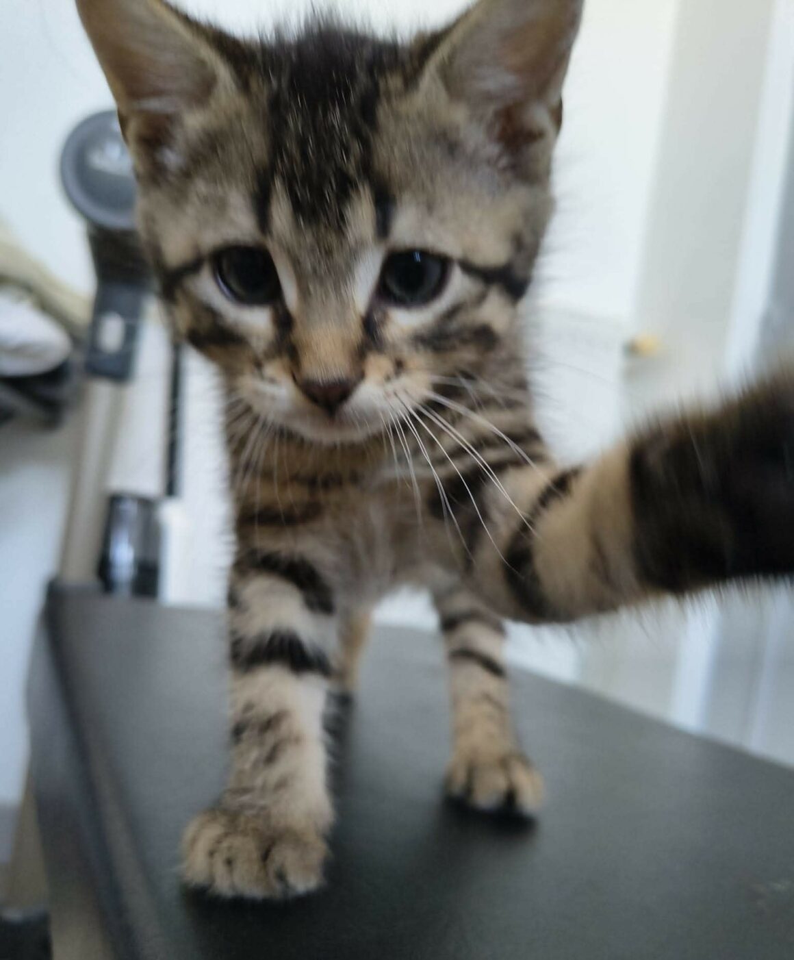 BUBBLEGUM – chaton réservé