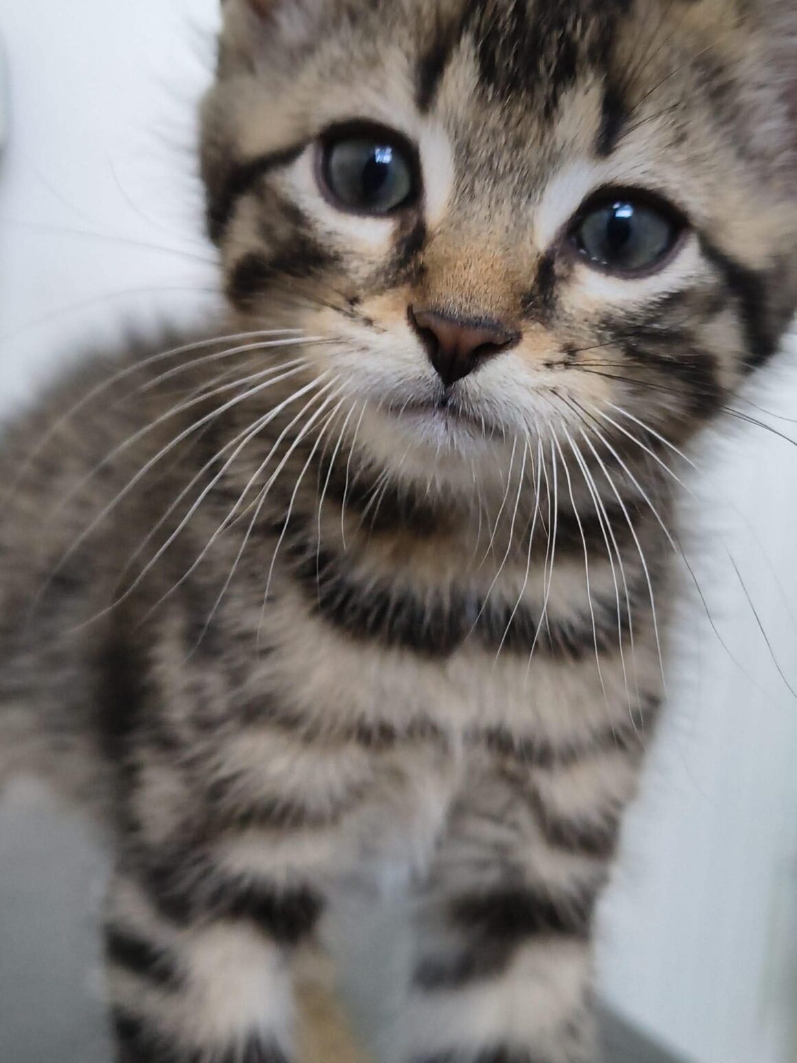 BUBBLEGUM – chaton réservé