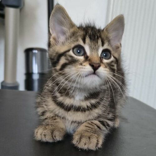 BUBBLEGUM – chaton réservé