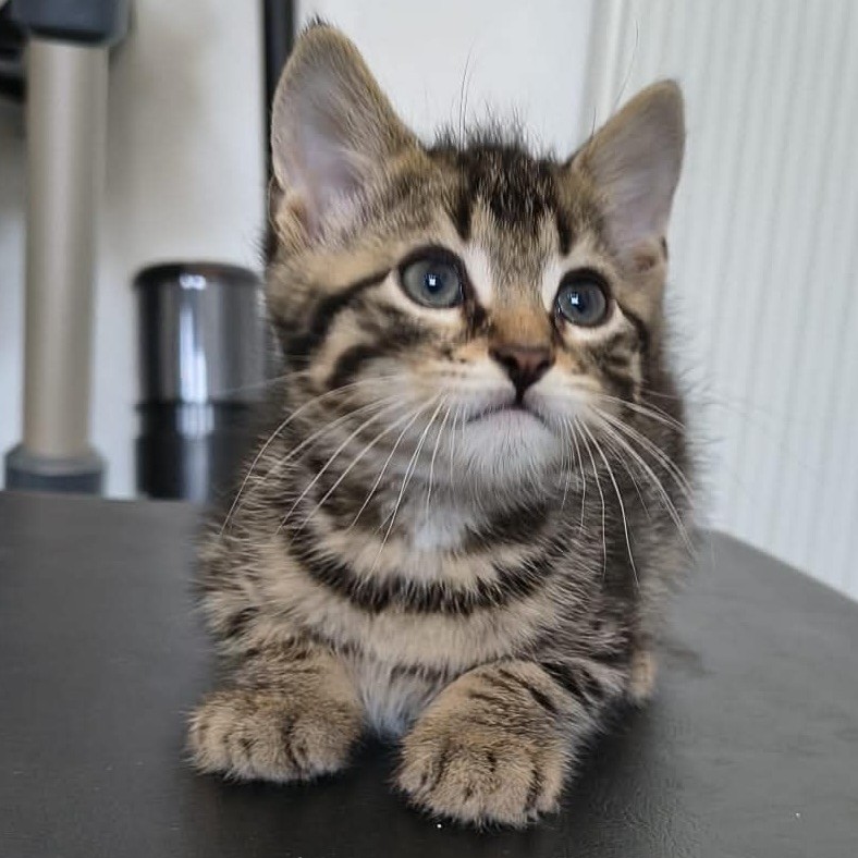 BUBBLEGUM – chaton réservé