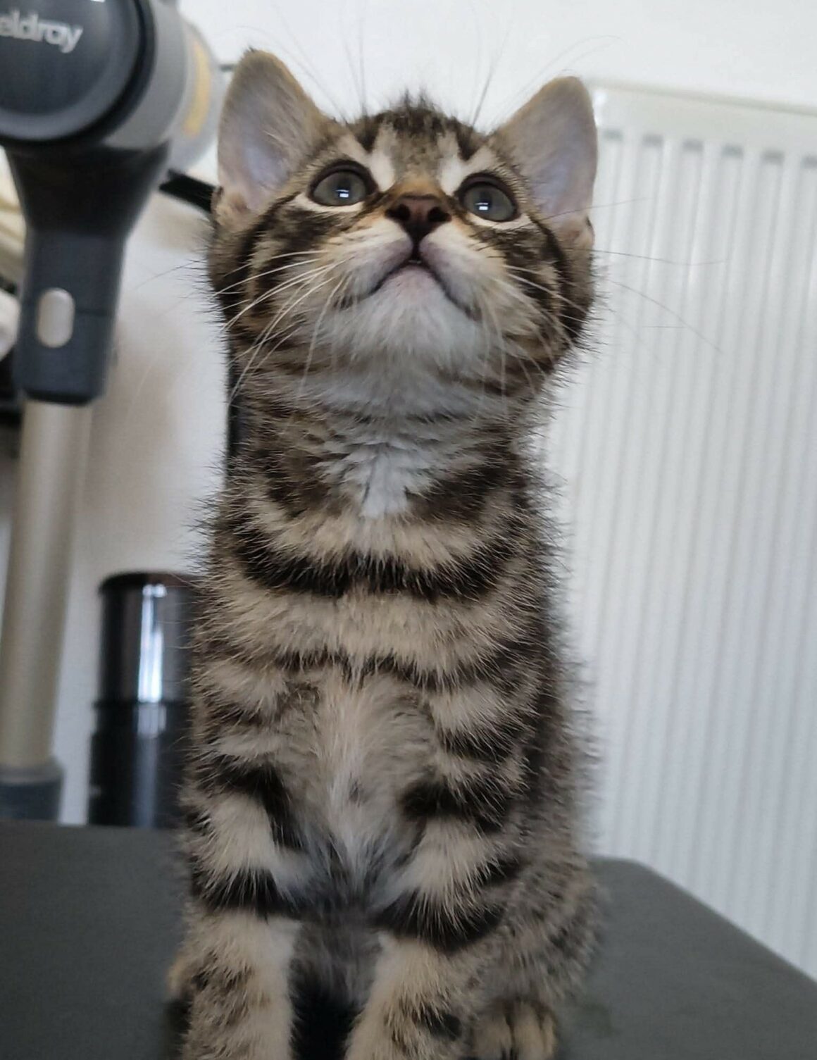 BUBBLEGUM – chaton réservé