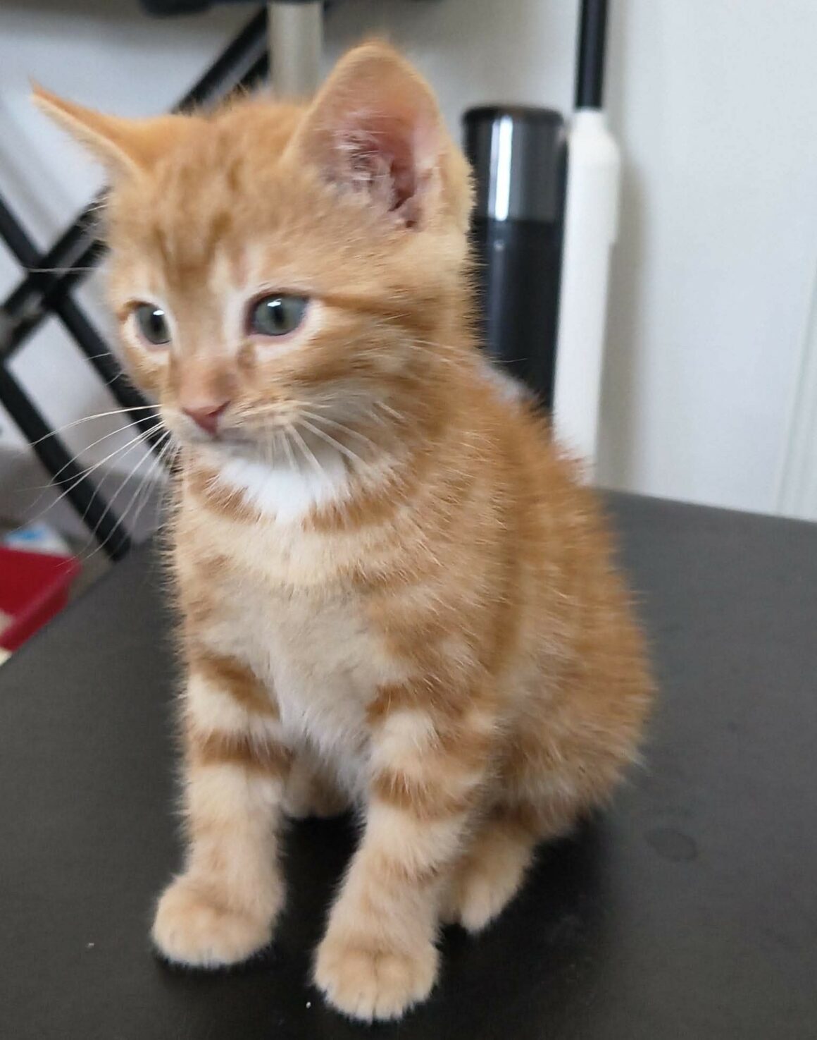 BUENO – chaton Réservé