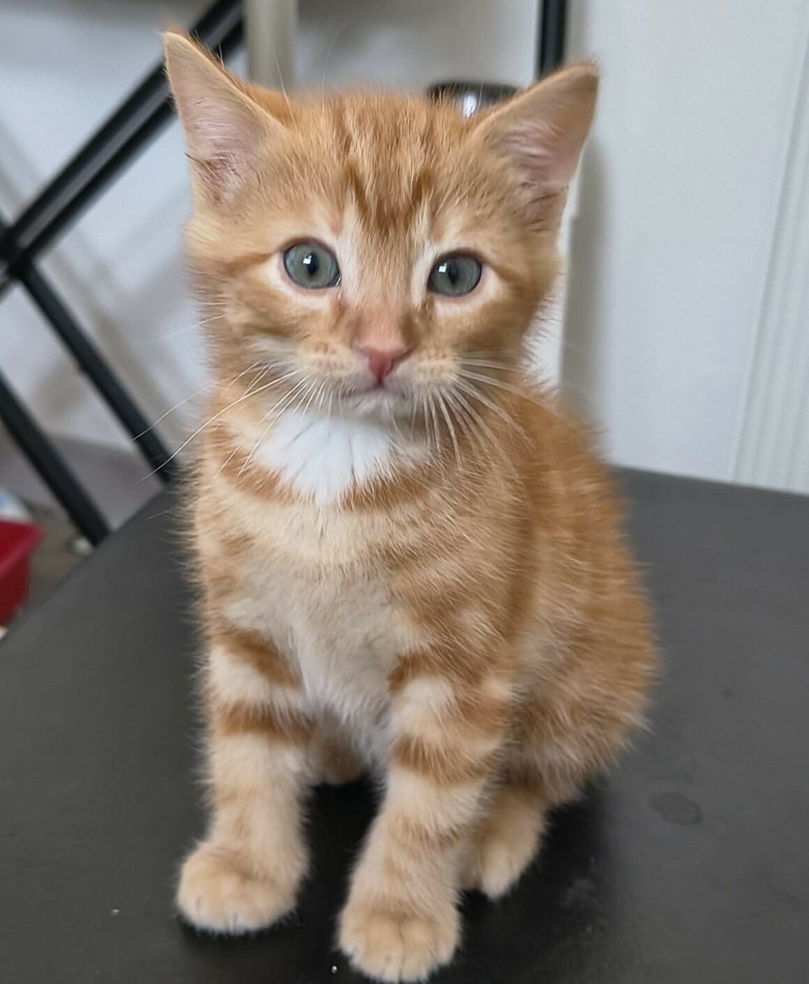 BUENO – chaton Réservé