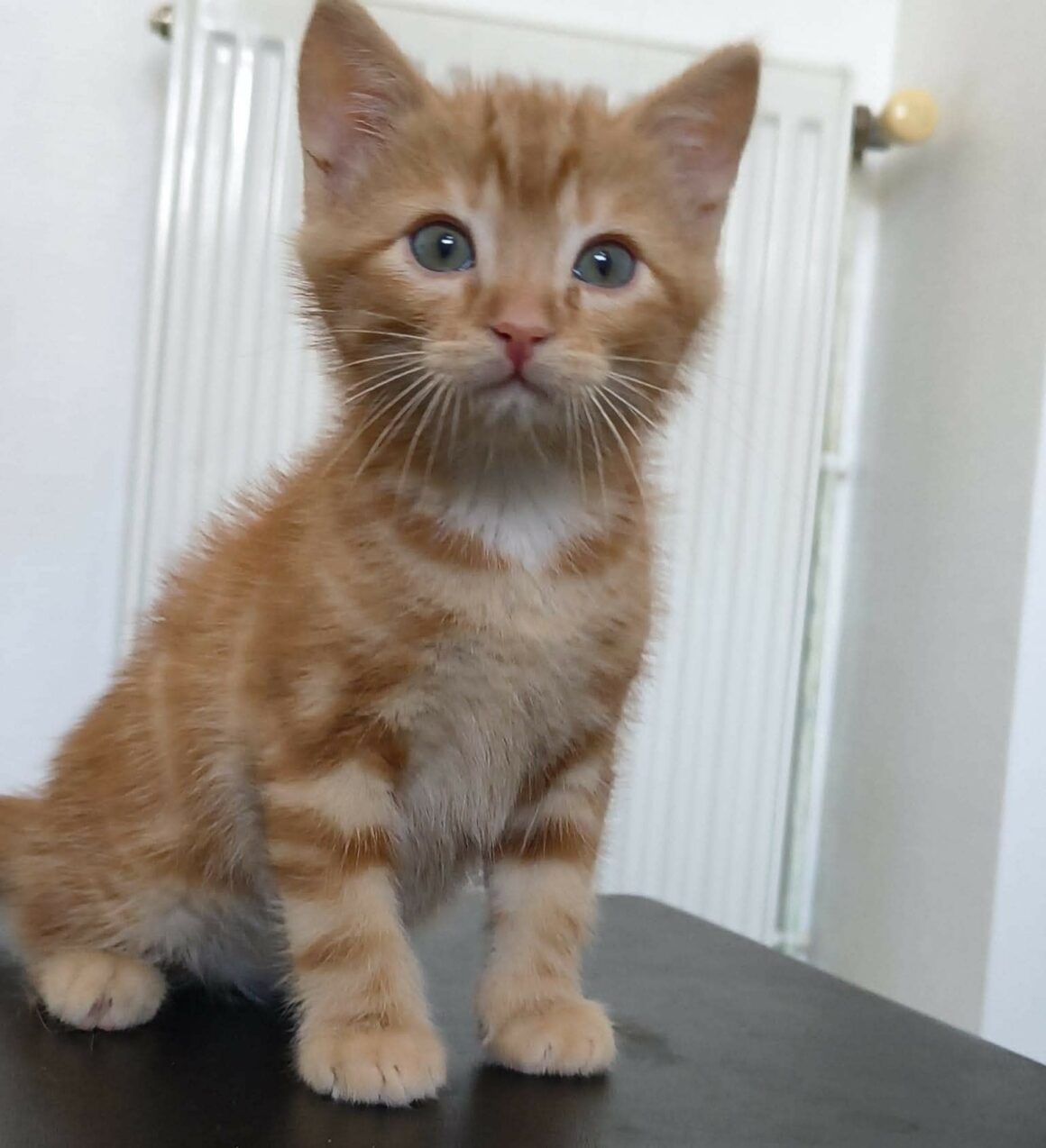 BUENO – chaton Réservé