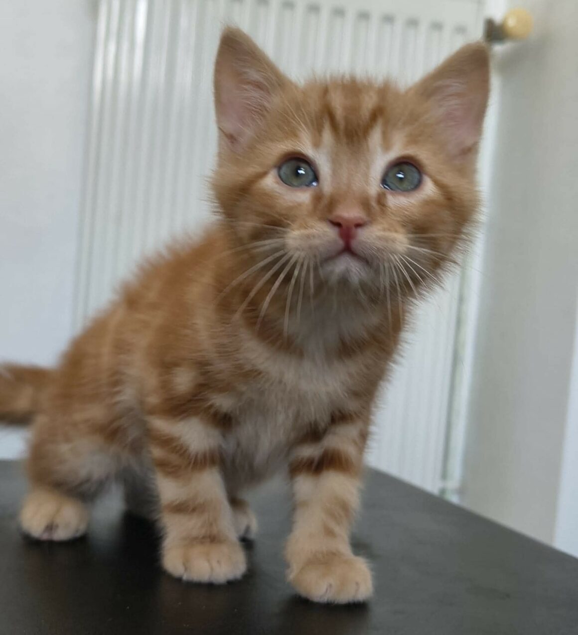 BUENO – chaton Réservé