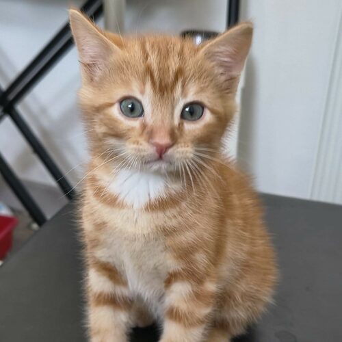 BUENO – chaton Réservé